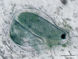 Image of Eufolliculina moebiusi (Möbius 1887) Kahl 1932