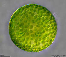 Image of Eremosphaera viridis