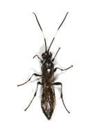 Image of Ichneumonidae