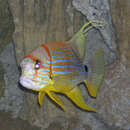 Image of Blue and gold striped snapper