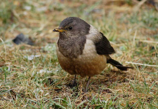 Image of Kessler's Thrush