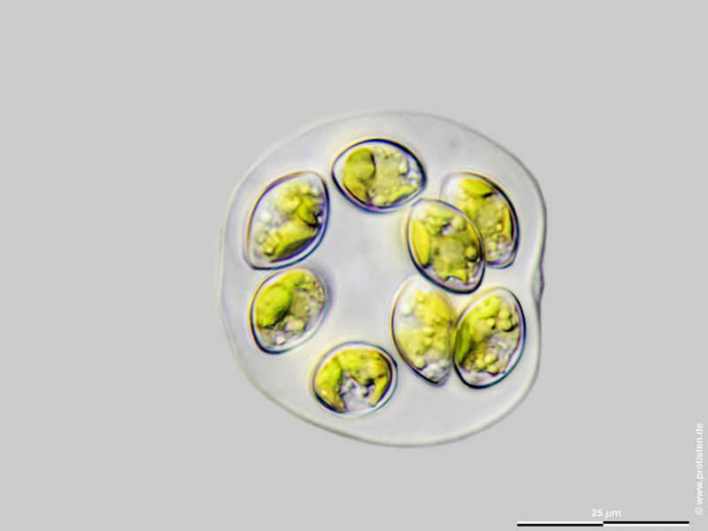 Image de Oocystis marssonii