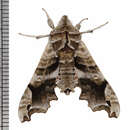 صورة Deidamia inscriptum (Harris 1839)