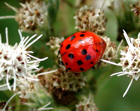 صورة Harmonia axyridis (Pallas 1773)