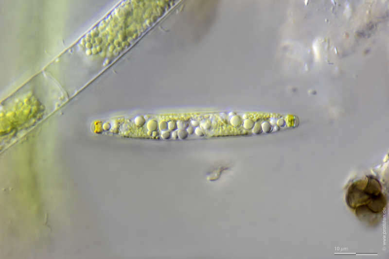 صورة Spirotaenia erythrocephala Itzigsohn 1856