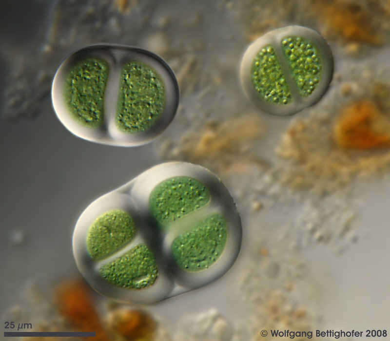 Chroococcus turgidus resmi