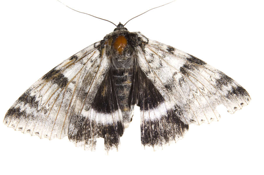 Image of White Underwing, The Relict