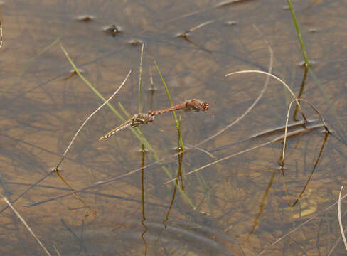 Image of Sympetrum Newman 1833