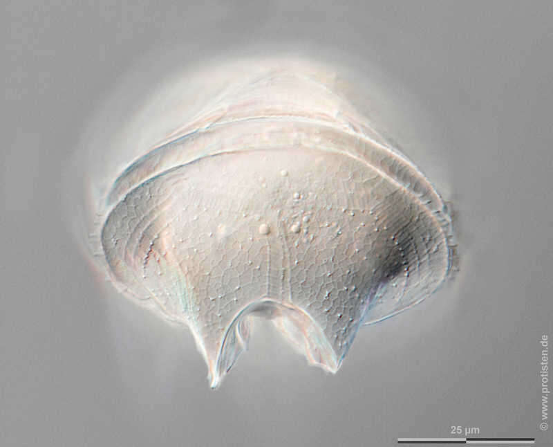 Image of Protoperidinium pellucidum