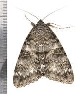 Image of Once-married Underwing