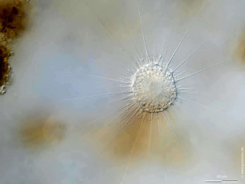 Image of Actinophrys sol