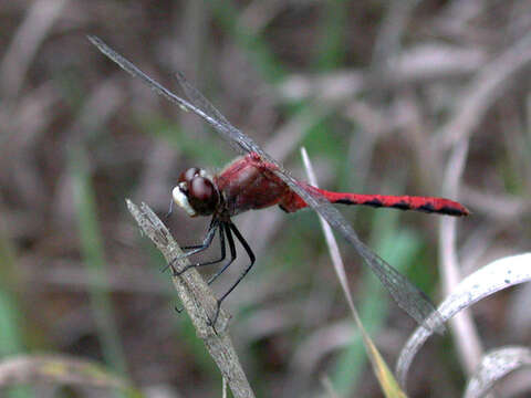 Image of White-faced Meadowhawk