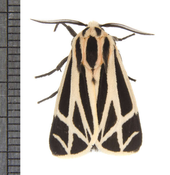 Image of Nais Tiger Moth