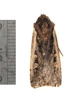 Image of Dingy Cutworm Moth