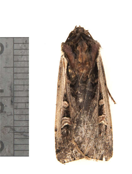 Image of Dingy Cutworm Moth