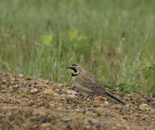 Image of Horned Lark