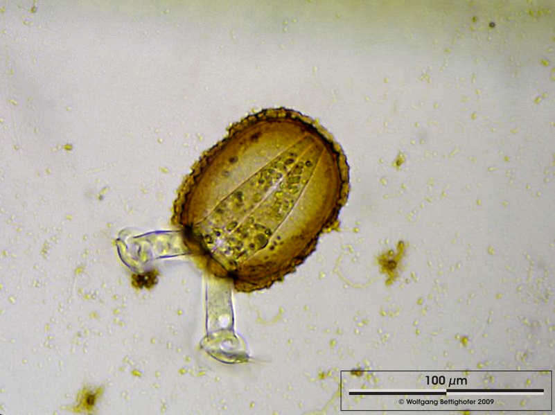 Image of Platycola decumbens (Ehrenberg 1830) Kent 1882
