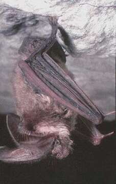 Image of Townsend's Big-eared Bat