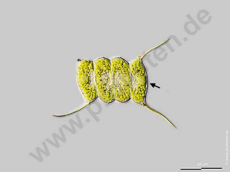 Image of Desmodesmus communis