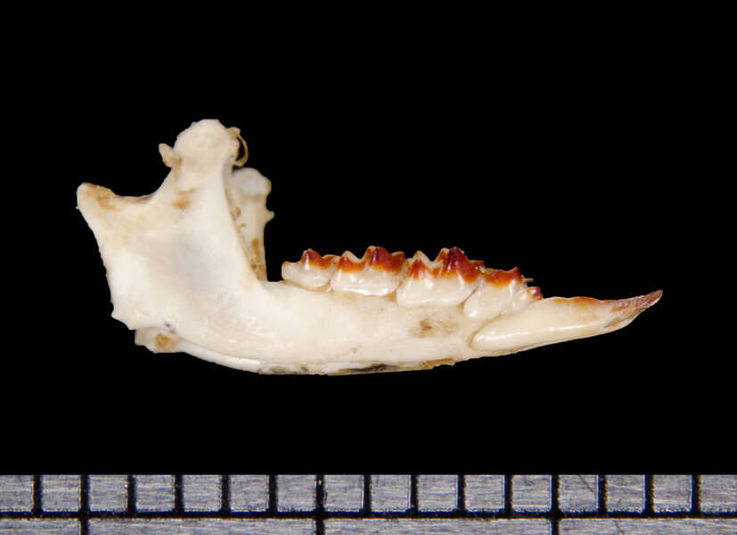Image of Goodwin's small-eared shrew