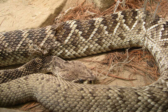 Image of Eastern Diamond-backed Rattlesnake