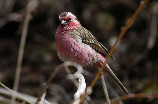 Image of Himalayan White-browed Rosefinch