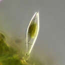 صورة Gomphonema micropus