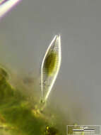 صورة Gomphonema micropus