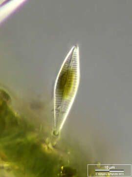 Image of Gomphonema micropus