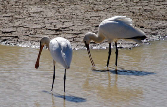 Image of spoonbill, eurasian spoonbill