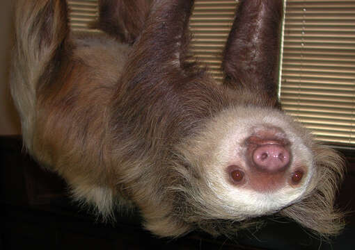 Image of Hoffmann's Two-toed Sloth