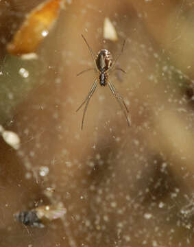 Image of sheetweb weavers