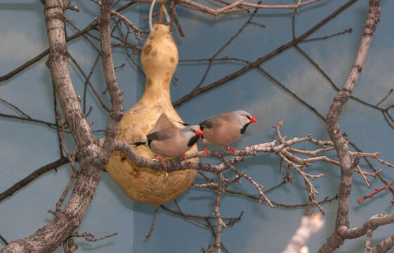 Image of Black-throated Finches