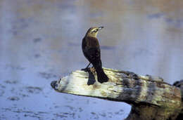 Image of Rusty Blackbird