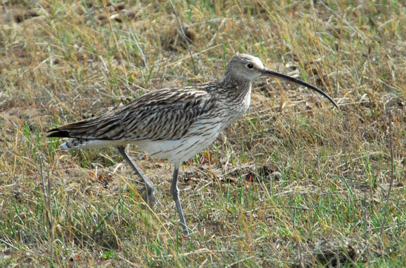 Image of curlew, eurasian curlew
