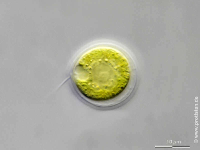 Image of Chloromonas tapeta (Skuja) Gerloff & H. Ettl 1970