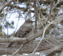 Image of Myadestes Swainson 1838