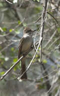 Image of Ash-throated Flycatcher