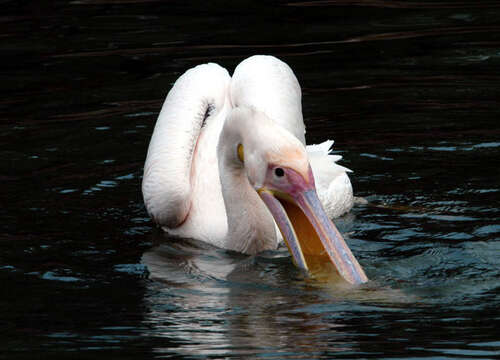 Image of Great White Pelican