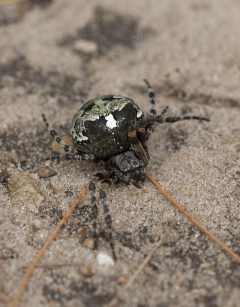 Image of Giant Lichen Orbweaver