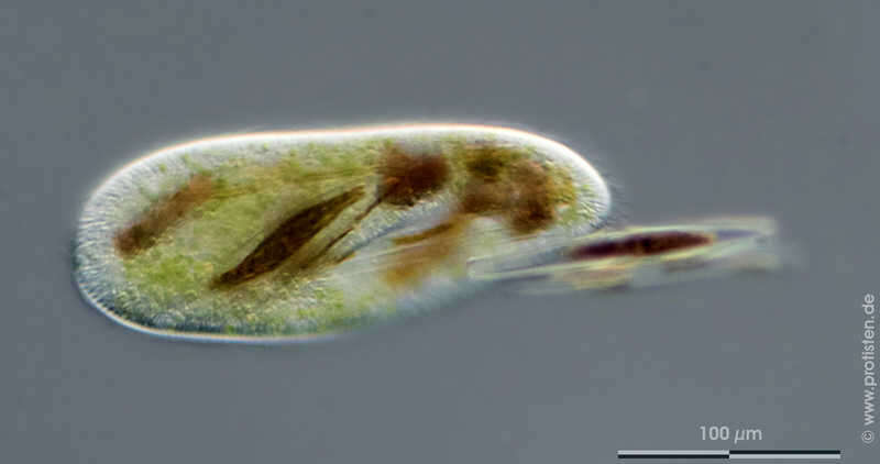 Image of Frontonia leucas