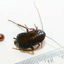 Image of common cockroach, oriental cockroach