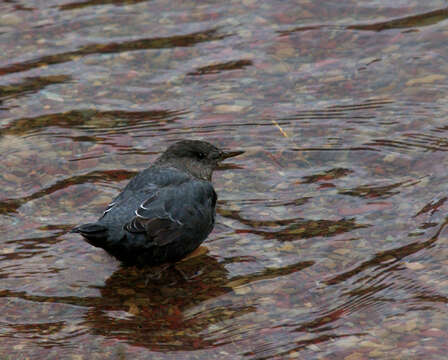 Image of American Dipper