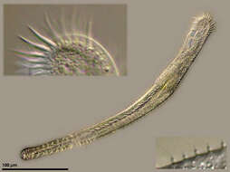 Image of Epiclintidae