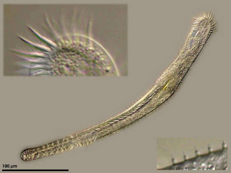 Image of Epiclintidae