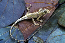 Image of Anolis chrysolepis Duméril & Bibron 1837