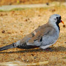 Image of Namaqua Dove