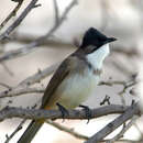 Image of Brown-breasted Bulbul