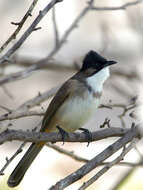 Image de Bulbul à poitrine brune