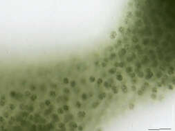 Image de Microcystis aeruginosa